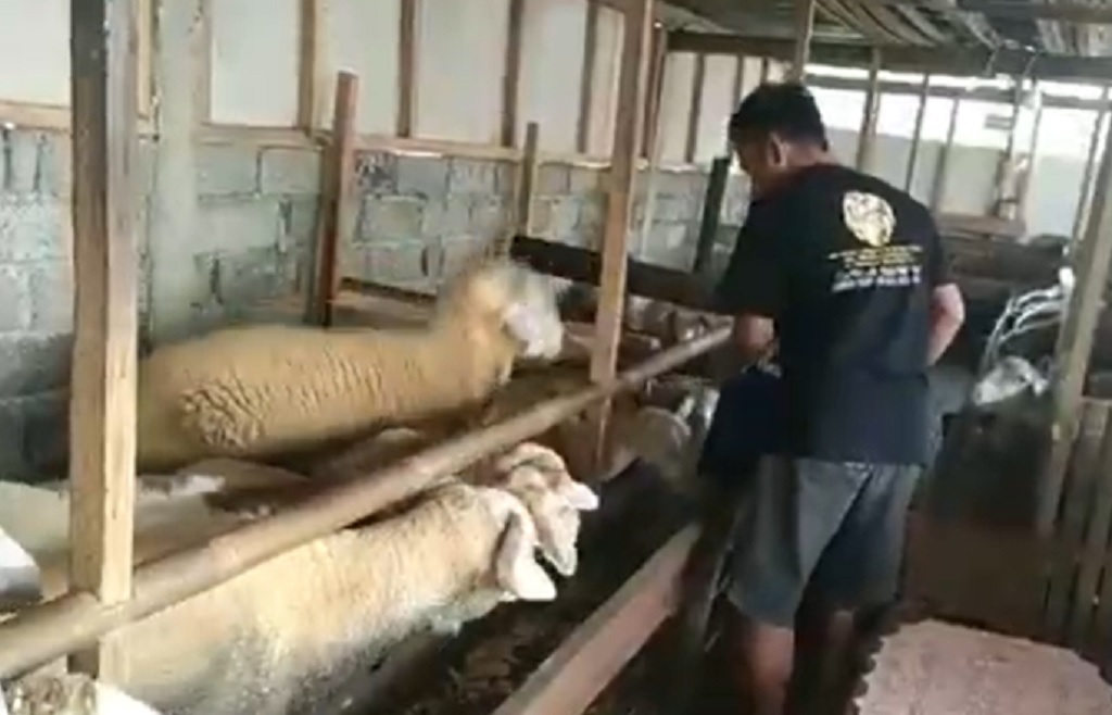 Kreatif! Pemuda di Purbalingga Ubah Batang Pepaya jadi Pakan Kambing Berkualitas