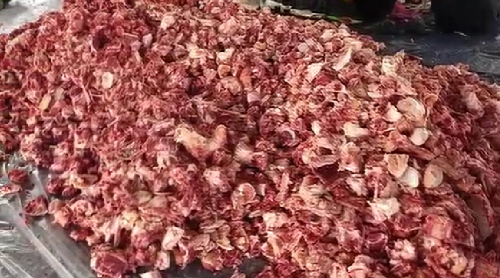 Desa Cikaso Kuningan Catat Rekor Kurban 28 Sapi, Daging Berlimpah Dibagikan ke Warga