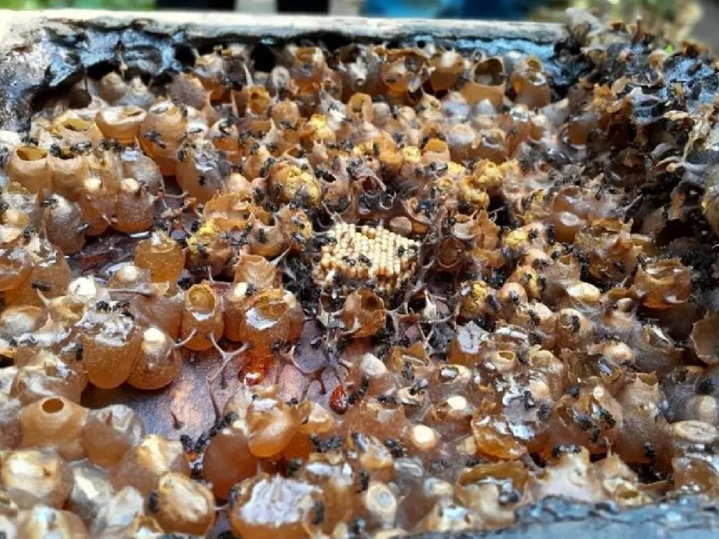 BRIN dan UGM Temukan Madu dengan Potensi Antikanker dari Yogyakarta dan Sumbawa