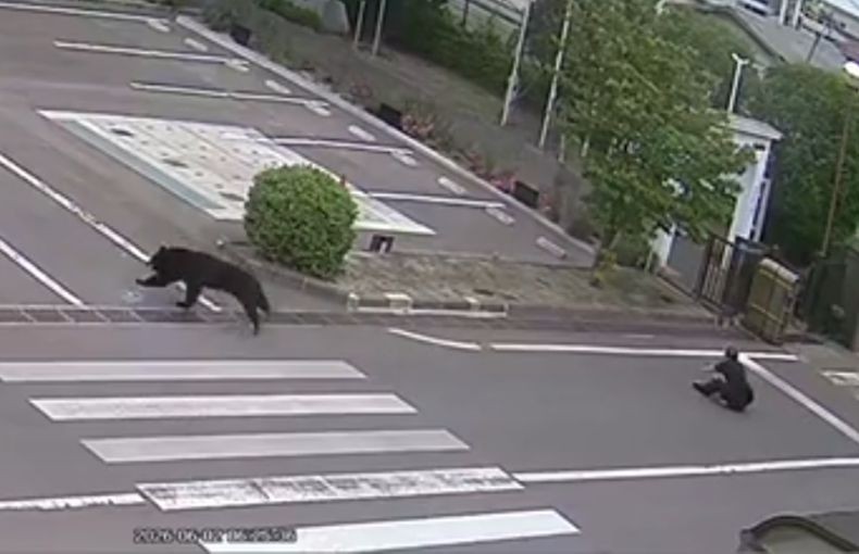 Diteror Beruang, Kota di Jepang Ini Lumpuh