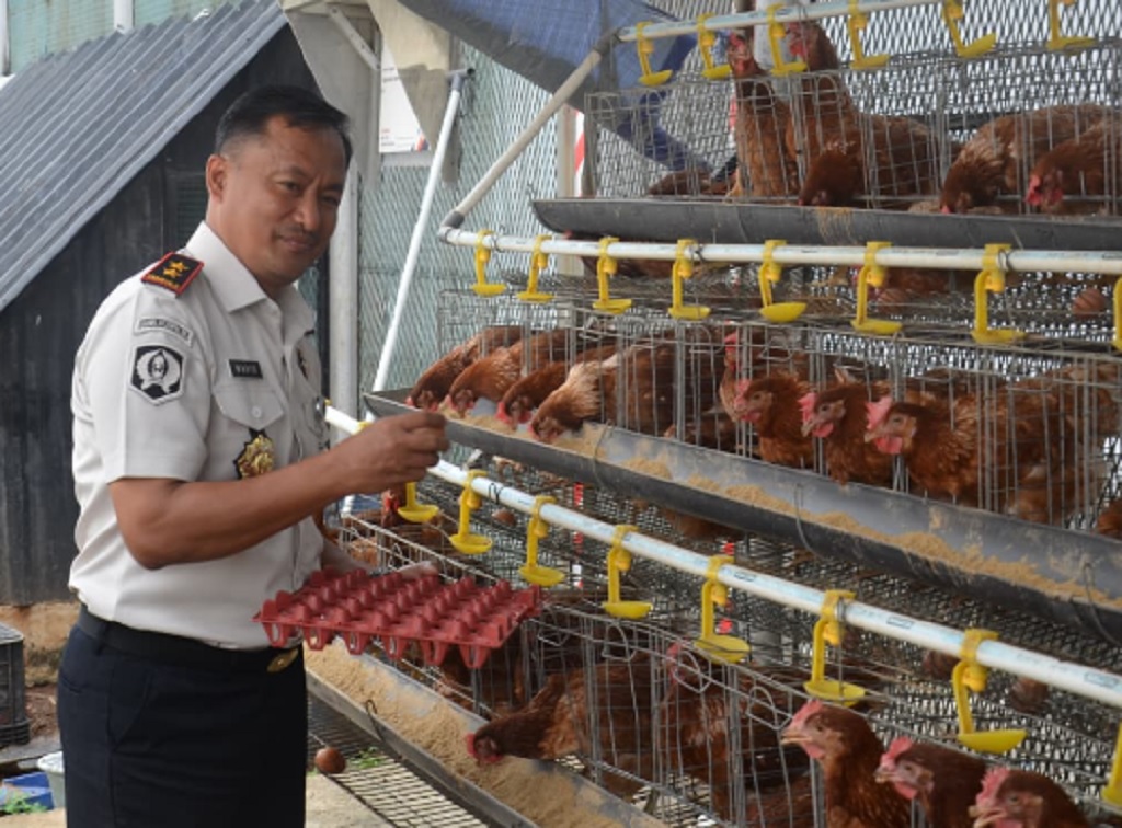 Modal Mandiri Setelah Bebas, Warga Binaan Lapas Salemba Sukses Budi Daya Ayam Petelur
