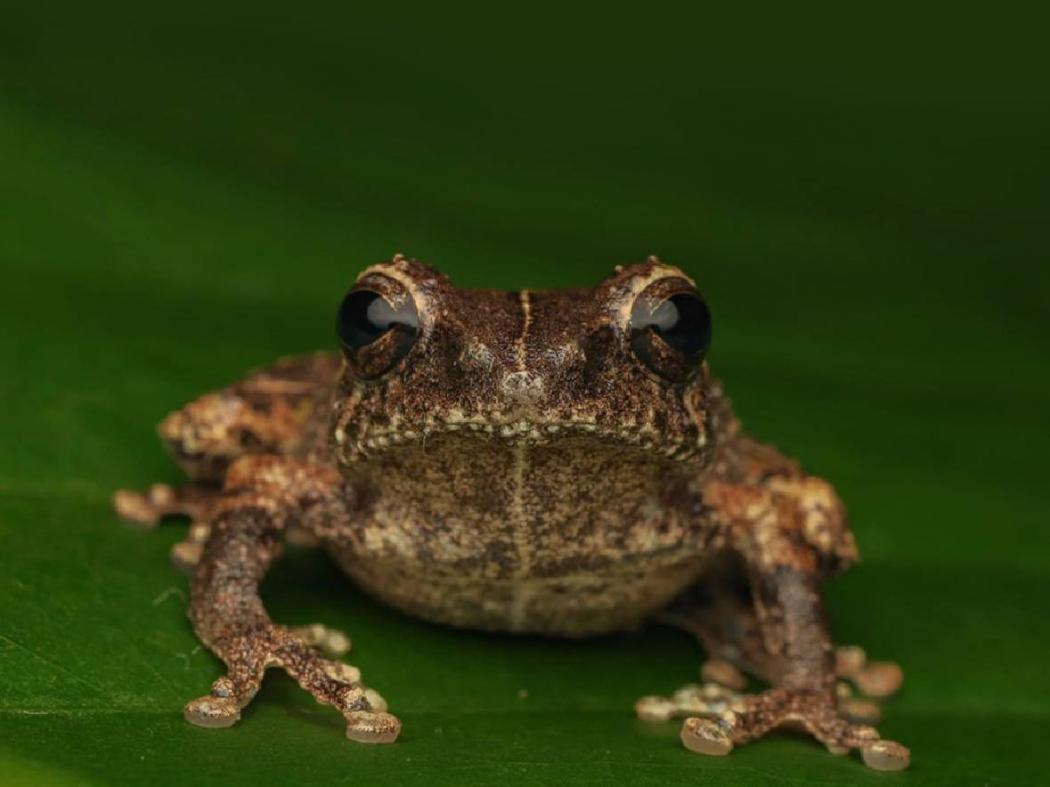 Ilmuwan BRIN Temukan Spesies Katak Baru, Hanya Hidup di Gunung Merapi