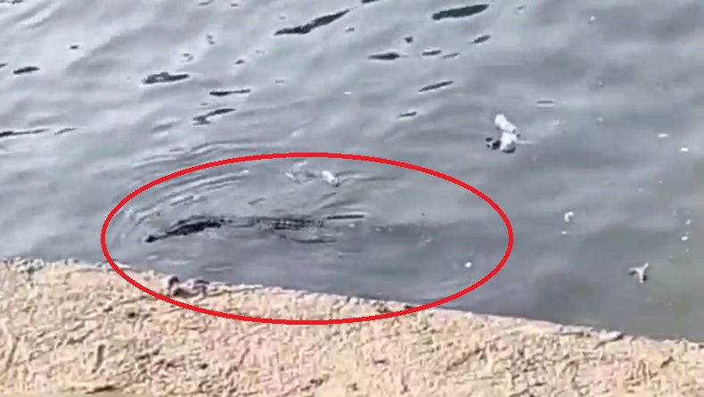 Viral! Buaya Muncul di Depan Pemancing di Sungai Jagir Surabaya, Warga: Hitam Gede 