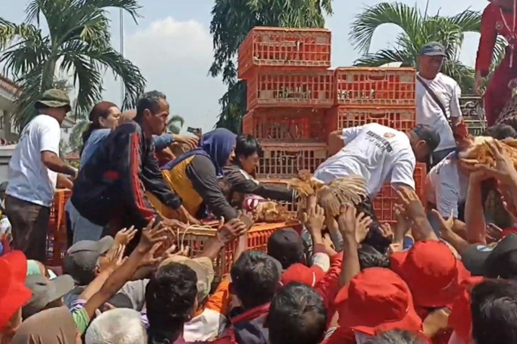 Peternak Merugi, 15.000 Ayam Dibagikan Gratis di Kendal hingga Jadi Rebutan Warga