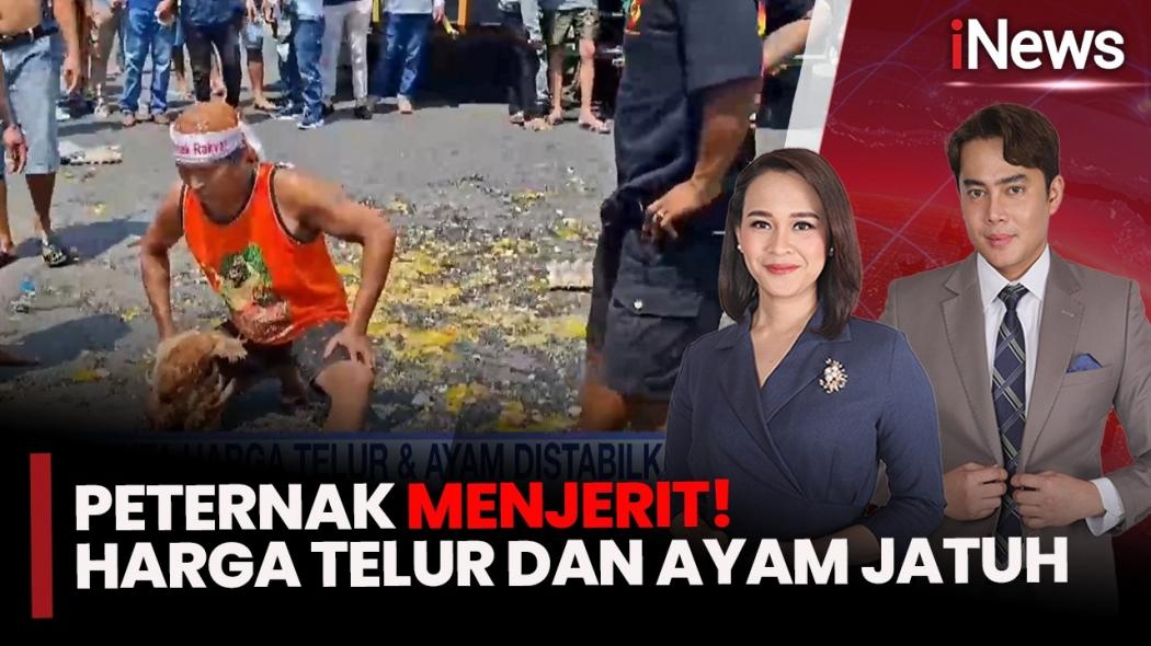 Jeritan Peternak Ayam Petelur: Biaya Produksi Tinggi, Harga Jual Bikin Buntung