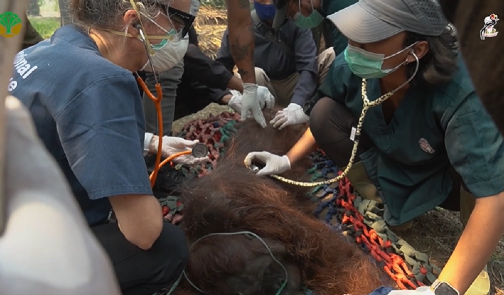 Terpapar Asap Pekat Karhutla, Orangutan di Ketapang Ditemukan Pingsan