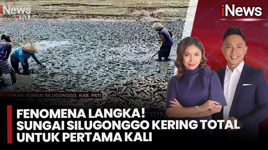 Kekeringan Ekstrem Melanda Pati, Sungai Silugonggo Kering Total, Jutaan Ikan Mati Berserakan