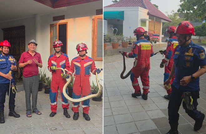 Ular Sanca Besar Masuk Rumah Roy Marten, Ayam Ketawa Jadi Korban