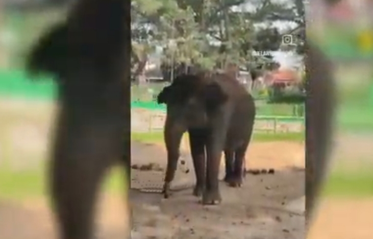 Viral Gajah Zidan Dirantai 3 Tahun di Kebun Binatang Bukittinggi, BKSDA Sumbar Buka Suara