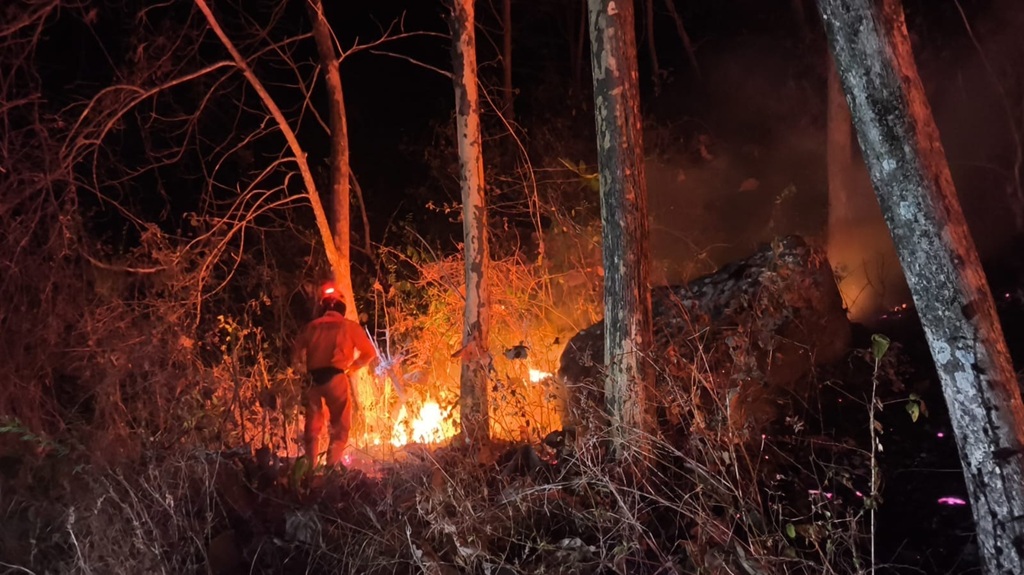 Karhutla di Jatim dan Kaltara Hanguskan 37,84 Hektare Lahan