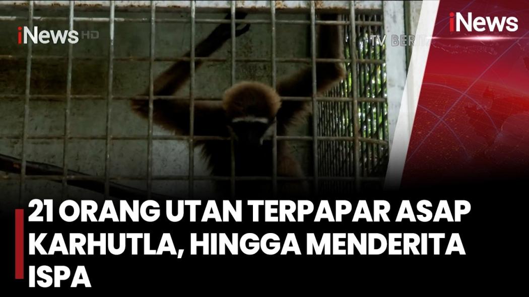 Dampak Buruk Asap Karhutla Kalimantan: 21 Orangutan Terserang ISPA hingga Mati Mengenaskan