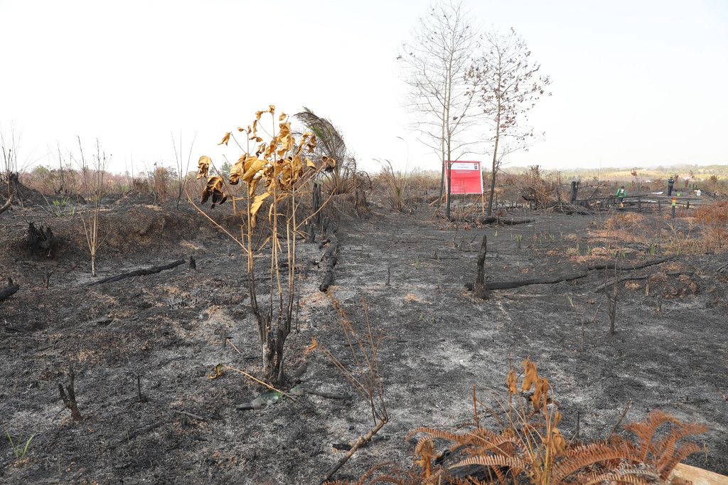 BNPB Ungkap 4.000 Ha Lahan Terbakar di Kaltim, IKN Jadi Prioritas Pemadaman