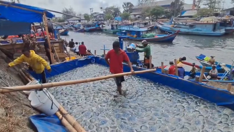 Ubur-Ubur Melimpah di Laut Selatan Cilacap, Nelayan Raup Rezeki di Tengah Paceklik Ikan