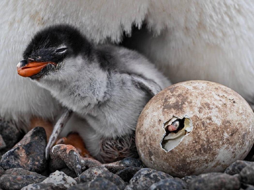 Spesies Penguin Baru Ditemukan! Namanya Pygoscelis kerguelensis