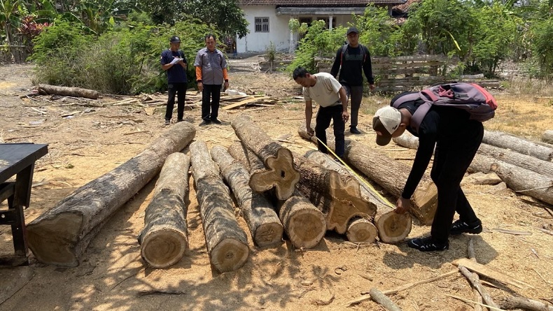 Belasan Batang Kayu Jati Ditemukan di Lahan Kosong Banyuwangi, Asal dan Pemilik Ditelusuri