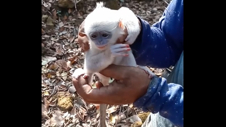 Pilu! Bayi Surili Ditemukan Lemas sambil Memeluk Ranting di Tengah Kebakaran Gunung Ciremai