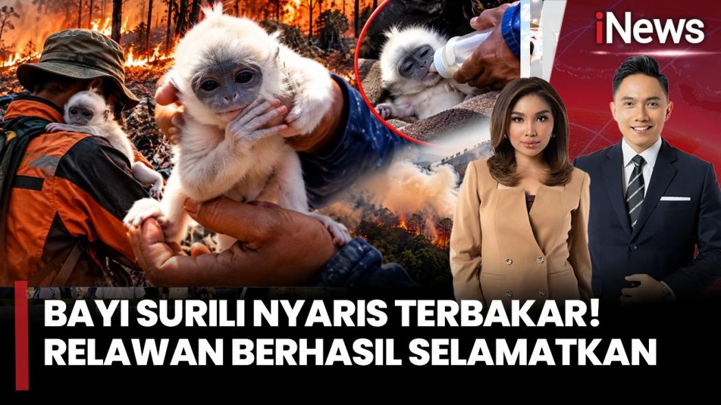 Aksi Heroik Relawan Selamatkan Bayi Surili yang Lemas Terkepung Karhutla di Gunung Ciremai