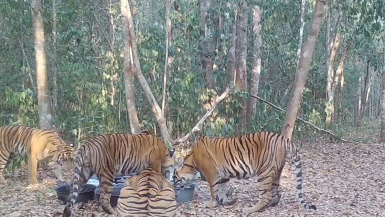 Sumber Air di Way Kambas Mengering, 5 Harimau Terekam Kamera Minum dari Baskom