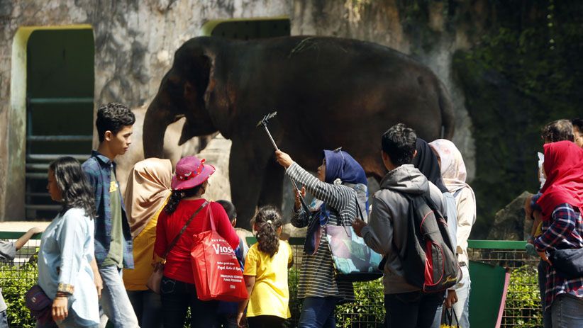 Hari Keempat Libur Panjang, 1.800 Pengunjung Padati Ragunan