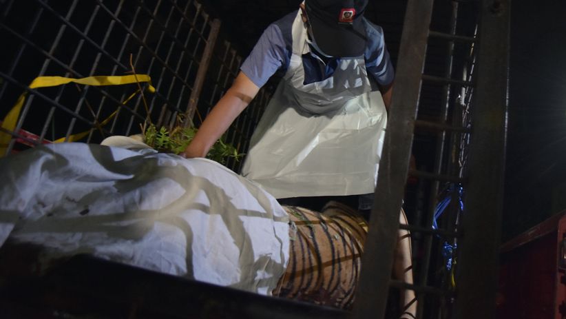 Ada Penampakan Harimau di OKU, Bupati: Warga Harus Waspada