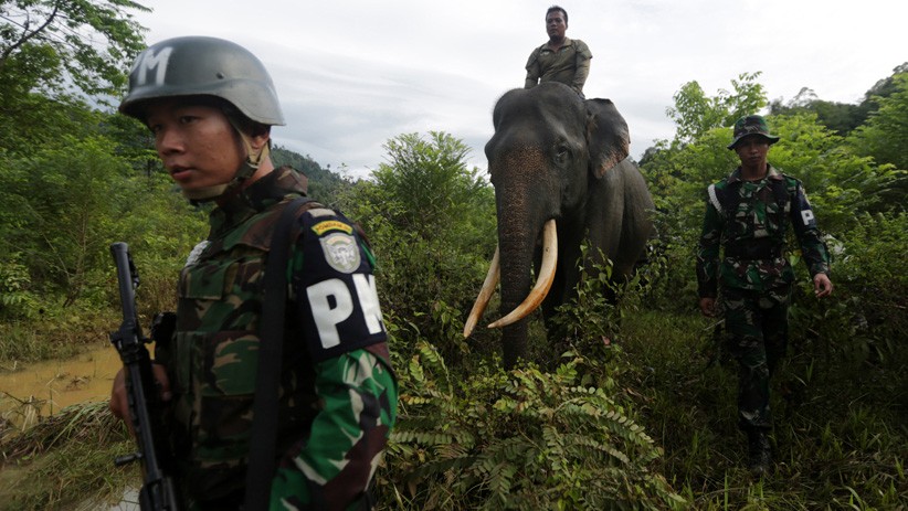 Anggota TNI di Ogan Komering Ilir Meninggal Diinjak Gajah saat Selamatkan Warga