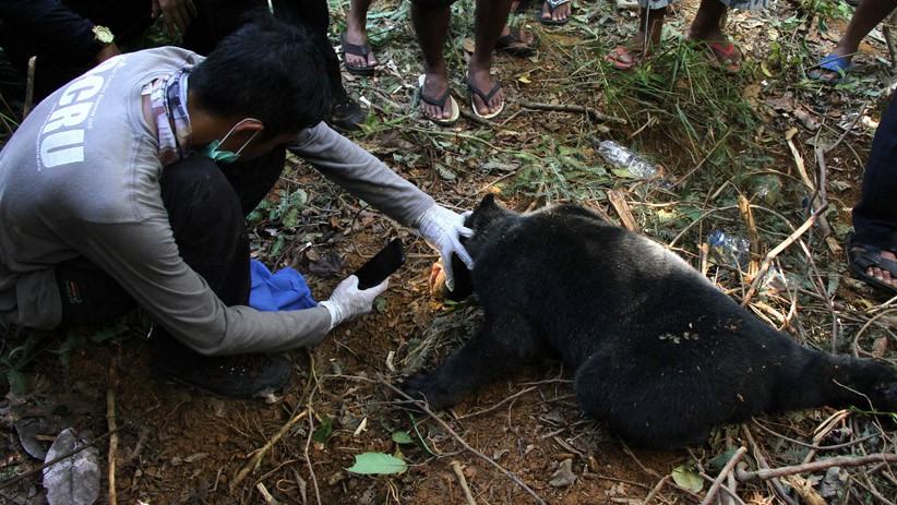 Beruang Madu Diduga Muncul di Kelok 35 Agam, BKSDA Terjun ke Lokasi