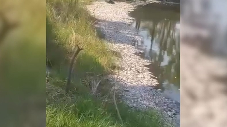 Penampakan Ribuan Ikan Nila dan Mujair Mati di Waduk Mliwang Tuban, Sebagian Mulai Membusuk Penampakan Ribuan Ikan Nila dan Mujair Mati di Waduk Mliwang Tuban, Sebagian Mulai Membusuk