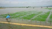 Banjir, Ribuan Hektare Sawah Desa Wonosoco Kudus Terancam Gagal Panen