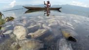 15 Ton Ikan di Danau Maninjau Sumatera Barat Mati 