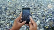15 Ton Ikan di Danau Maninjau Sumatera Barat Mati 