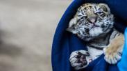 Lucunya Donggalah, Anak Harimau Benggala di Bandung Zoo