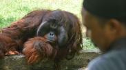 Pemkot Semarang Gandeng Pengelola Bali Zoo Benahi Kebun Binatang