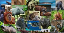 19 Satwa di Dunia Paling Terancam Punah