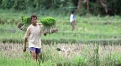 Rawan Banjir, Kementan Dorong Petani Manfaatkan AUTP