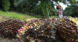 Penguatan ISPO, Pemerintah Jalin Kerja Sama dengan Seluruh Stakeholder