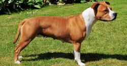 Anjing Peliharaan Bunuh Ibu dan Anak di Jerman