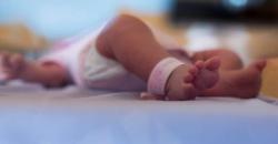  Bayi 7 Bulan Tewas Digigit Anjing Peliharaan