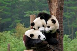 China Siapkan Rp21 T Bangun Taman Nasional Panda Seluas 27.000 Km2