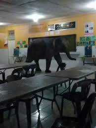 Bikin Heboh, Gajah Masuk Kantin Sekolah untuk Cari Makanan