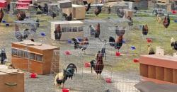Napi di AS Rawat 200 Ayam Jago di Kantor Polisi, Alasannya Tak Terduga