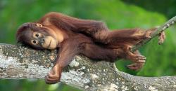 Terpapar Kabut Asap, Belasan Orangutan di Nyaru Menteng Kalteng Menderita ISPA