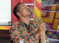 Tragis, Selebriti 'Pembisik Ular' Malaysia Tewas Digigit Kobra