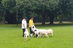 Aktivitas Jokowi-Airlangga Pagi Ini, Joging dan Beri Makan Kambing