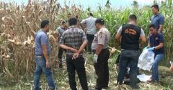 Wanita Muda Ditemukan Suaminya Tewas Mengenaskan di Kebun Jagung