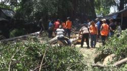 Pohon Beringin Tumbang di Kompleks Pemandian, 8 Wisatawan Tertimpa
