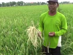 Belasan Hektare Padi Diserang Hama Sundep, Petani Terancam Merugi 