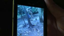 Dituduh Curi Uang, Cucu Diumpankan Kakek ke Monyet hingga Digigit