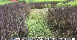 Belum Masuk Karantina, Kementan Larang Petani Tanam Padi Korea<