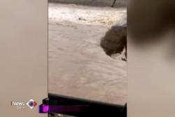 Mobil dan Pengemudi Hilang Terseret Arus Sungai Brantas