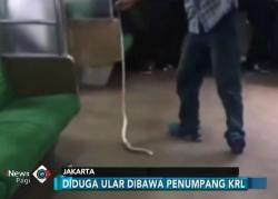 Seekor Ular Bergelantung di Gerbong KRL Jurusan Bogor-Angke Â  Â 